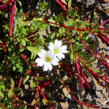 Splendid white flowers